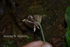 Sonerila rheedii